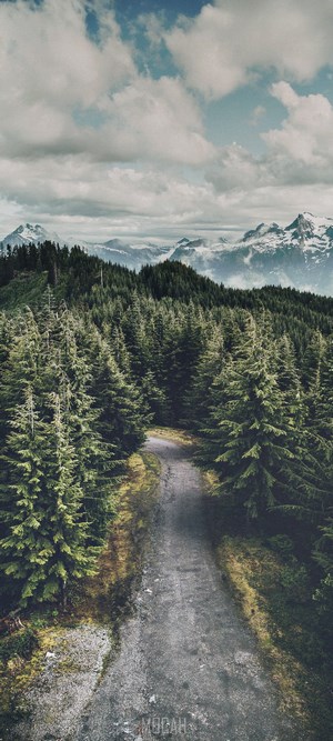 Forest road leading to snow-capped mountains under cloudy sky