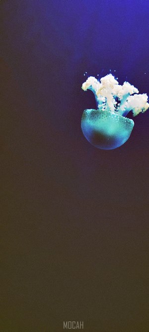 Blue jellyfish underwater