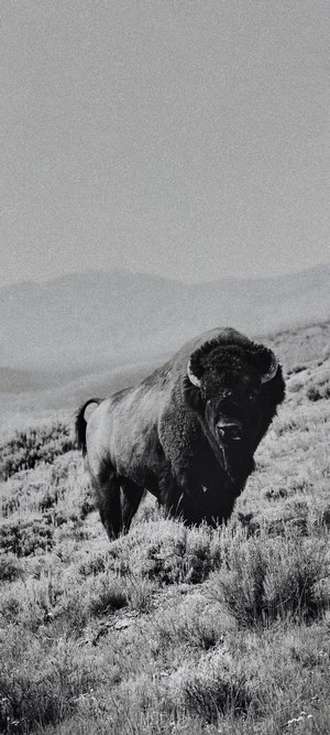 Buffalo in black and white on a grassy hill