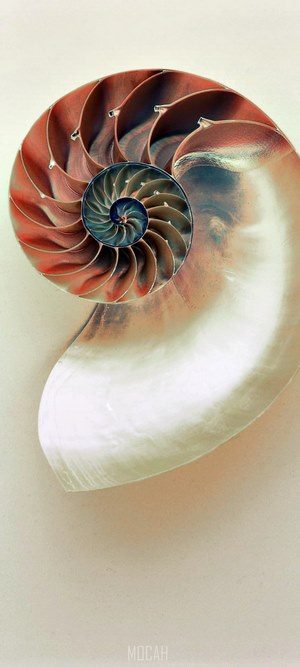 Nautilus shell cross-section with iridescent mother of pearl