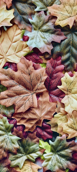 Autumn Maple Leaves