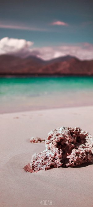 Coral on a sandy beach with turquoise water and mountains