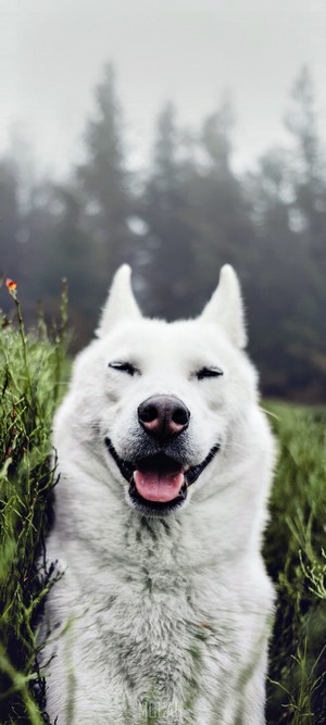 White Husky Dog Smiling in a Field