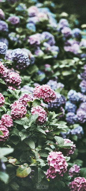 Pink and purple hydrangeas in bloom