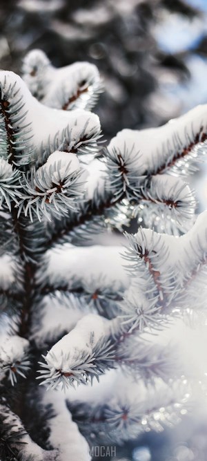 Snow covered pine tree branches in winter