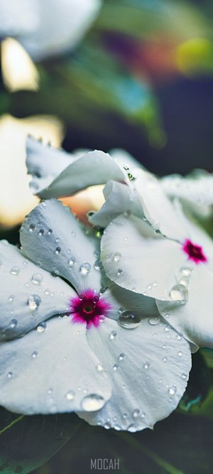 White flowers with pink centers and water droplets