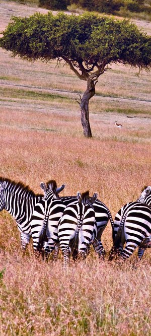 Zebras and a gazelle in the African savanna