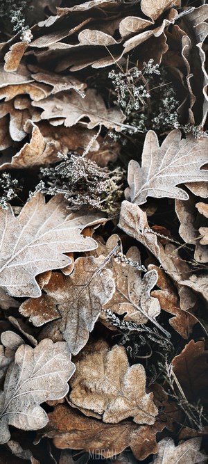 Frosty Oak Leaves on the Ground