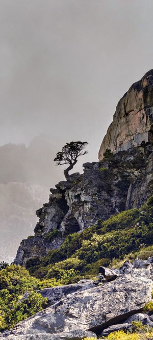Tree on rocky cliffs with greenery