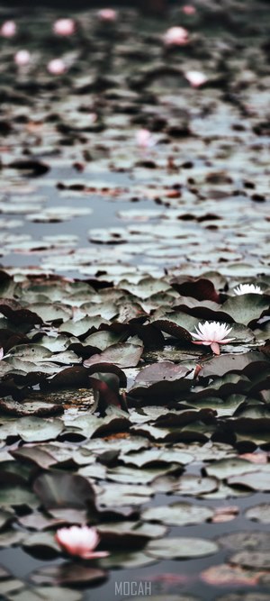 Water pond with lily pads and flowers