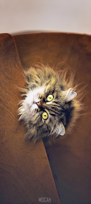 Fluffy Maine Coon cat peeking over wooden surface
