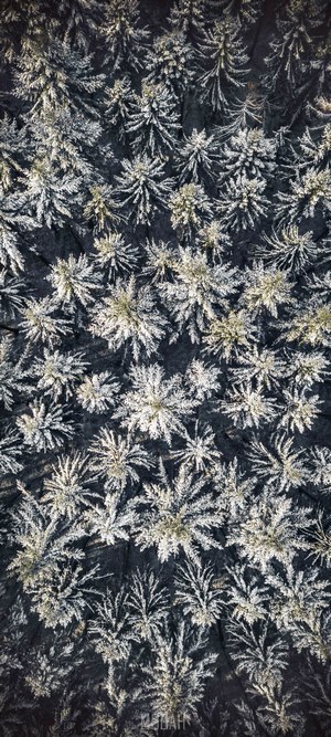 Aerial view of snow-covered pine trees