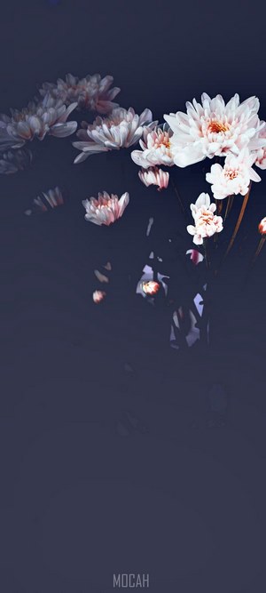 White flowers on dark background OnePlus 8 5G
