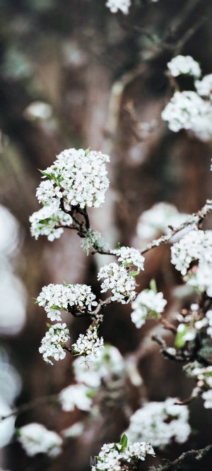 White flowers on a branch