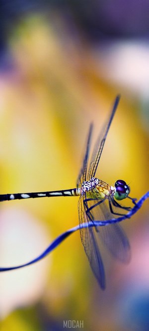 Dragonfly on a blue wire, macro photography