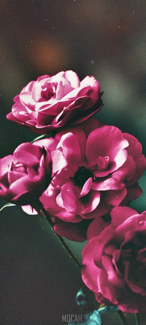 Pink Garden Roses on a Dark Background