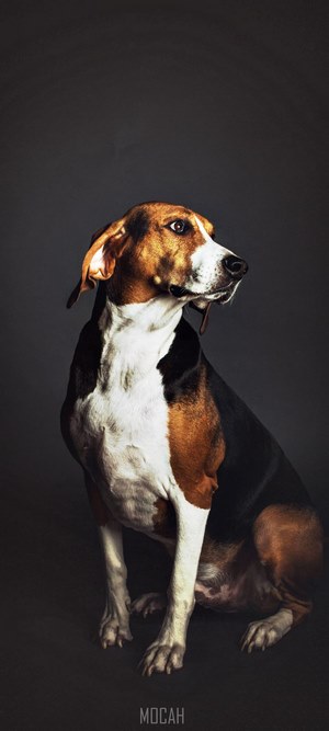 Tricolor dog portrait