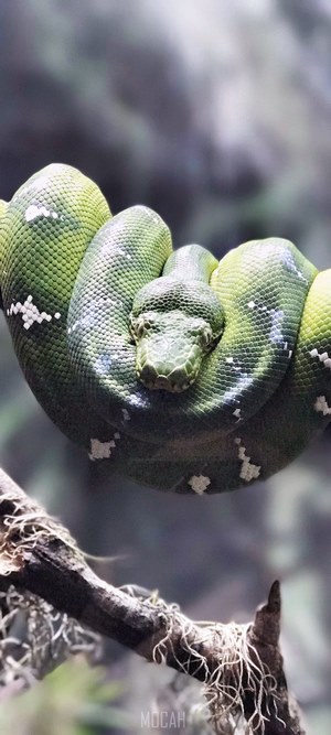 Green snake coiled on a branch