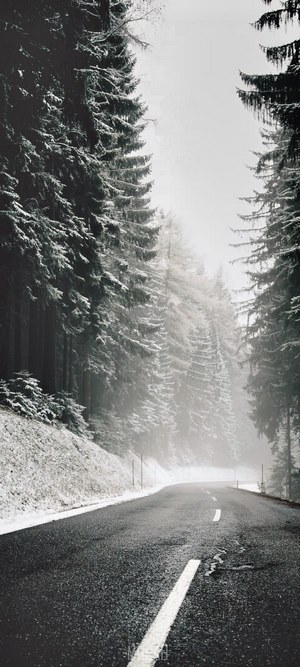Road through a snowy evergreen forest