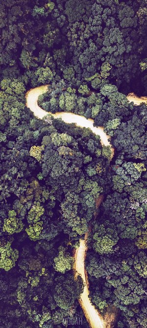 Aerial view of a winding dirt road through a dense forest