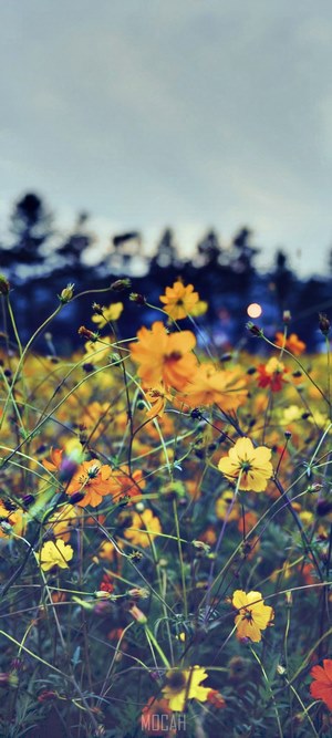 Golden Cosmos Flowers at Twilight with Tree Silhouettes