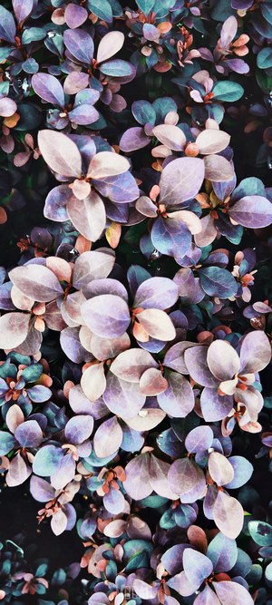 Purple and Green Leaves