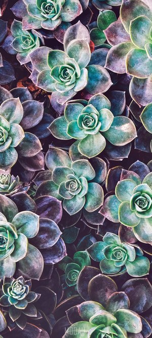 Overhead shot of moist succulent rosettes