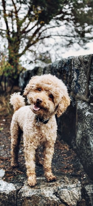 A light brown poodle stands on rocks