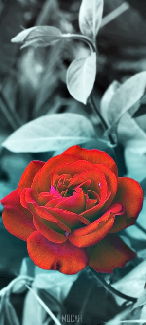 Red Rose with Black and White Leaves