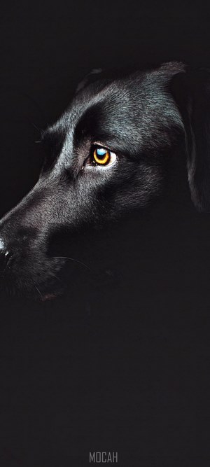 Black Dog Eye Close-up