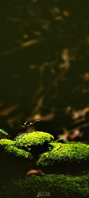 Green moss on dark forest floor
