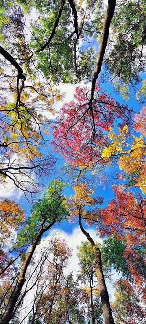 Looking up at colorful autumn trees against a blue sky