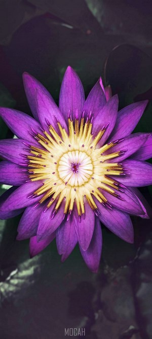 Purple Water Lily Flower