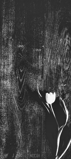 Black and white tulip on wooden background