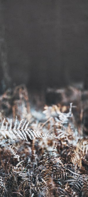 Ferns on Honor Play 4T Pro