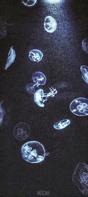 Jellyfish in dark water with light