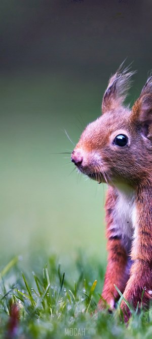 Close-up of a red squirrel in grass