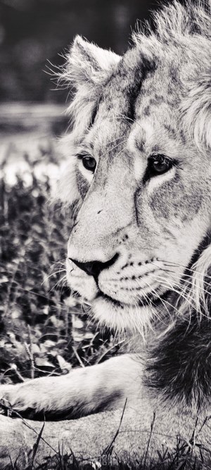 Close-up of a lion's face