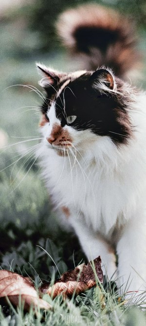 Calico Cat in Grass