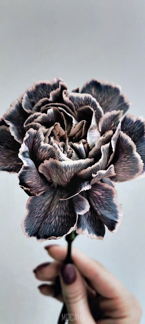 Dark Carnation Flower Held by Hand