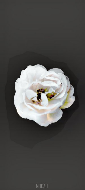 White rose on a dark background