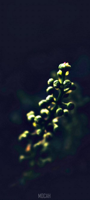 Plant bud on a dark background