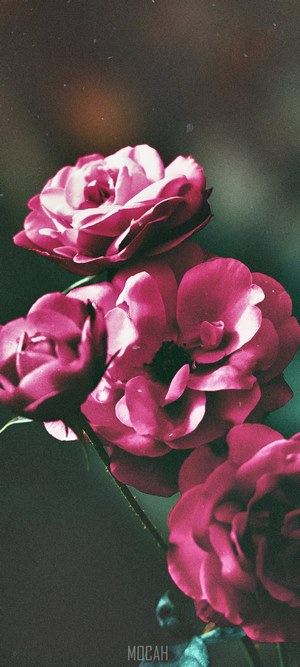 Pink Roses on Dark Background