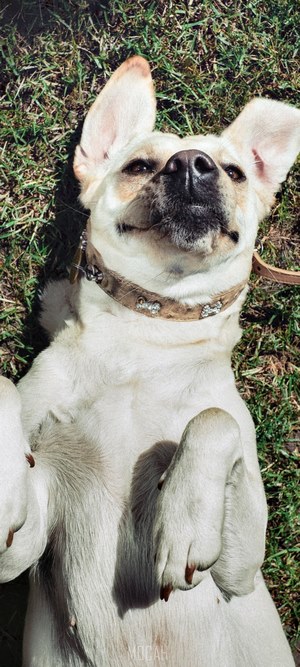 Dog lying on grass with ears up