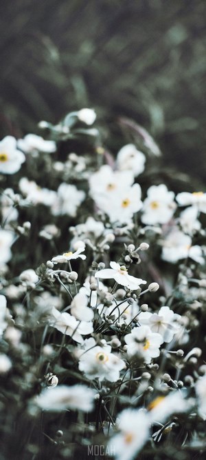 White anemone flowers on a dark background