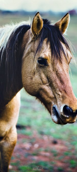 Close-up of a horse's head