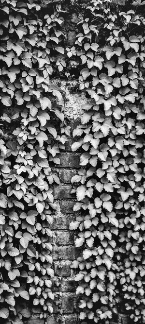 Black and white ivy on a brick wall