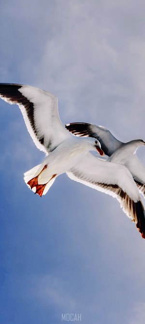 Two seagulls flying in the sky