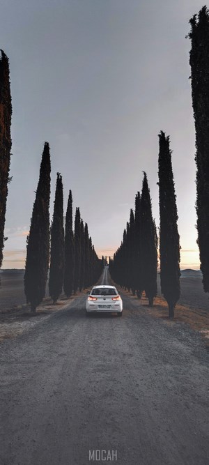 White car on a cypress-lined road at dusk