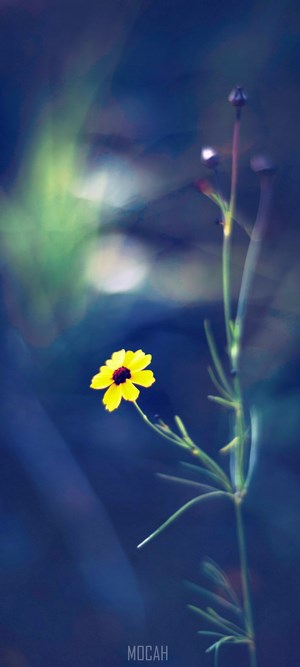 Yellow flower with dark center and buds